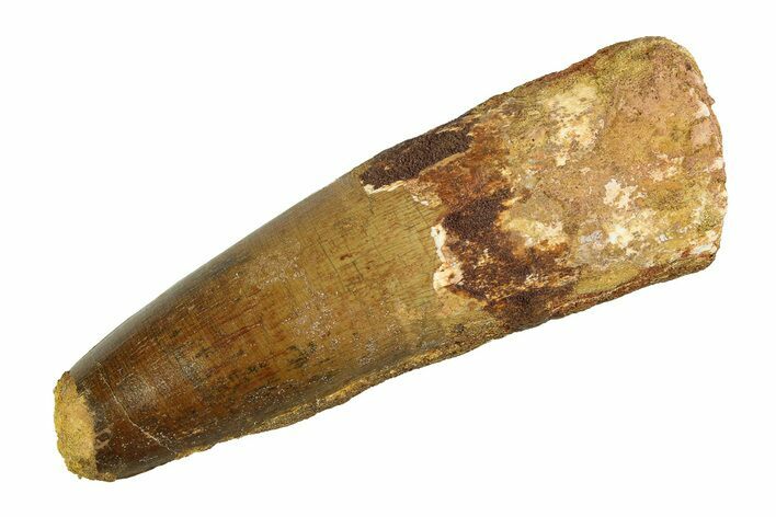 Real Fossil Spinosaurus Tooth - Huge Dinosaur Tooth #351478
